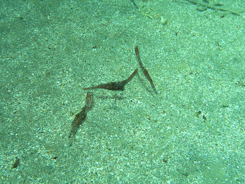 MANGROVE 07  2008 081.jpg